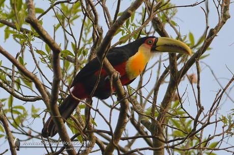 Tucán pico verde (Red-breasted Toucan) Ramphastos dicolorus