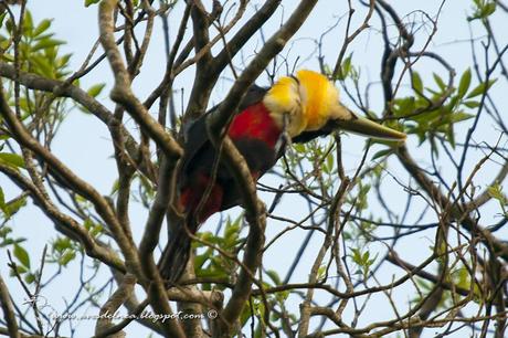 Tucán pico verde (Red-breasted Toucan) Ramphastos dicolorus