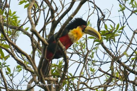 Tucán pico verde (Red-breasted Toucan) Ramphastos dicolorus