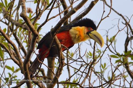 Tucán pico verde (Red-breasted Toucan) Ramphastos dicolorus
