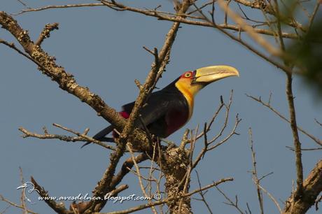 Tucán pico verde (Red-breasted Toucan) Ramphastos dicolorus