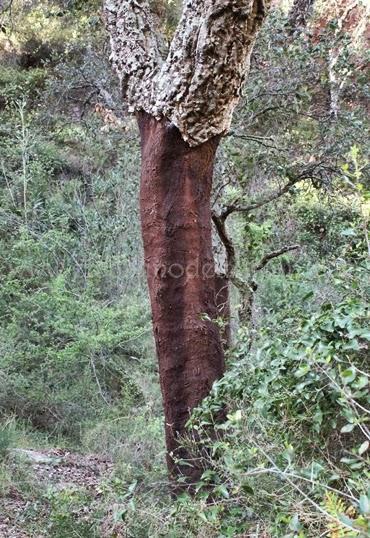 Aín, el corazón de la sierra de Espadán