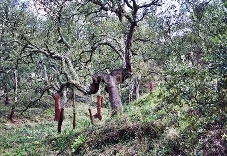 Aín, el corazón de la sierra de Espadán