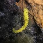 Caballito de Mar en Sofreres