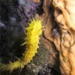 Caballito de Mar en Sofreres