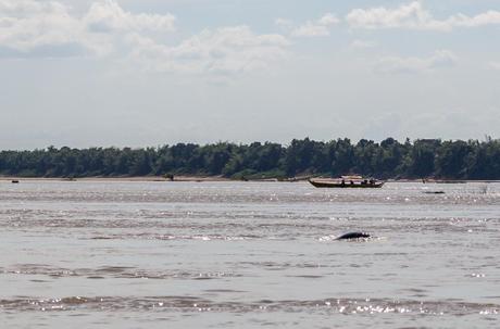 En el Mekong tras los delfines de Irawadi