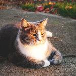 dejar que tu gato salga de casa