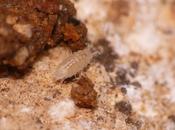 Puente espeleológico intenso