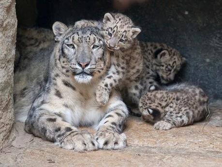 El leopardo de las nieves