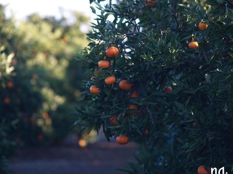 outfit capa zara inatrendytown