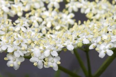 La-fragancia-de-las-flores-depende-de-los-hongos-y-bacterias-que-las-recubren_image_380