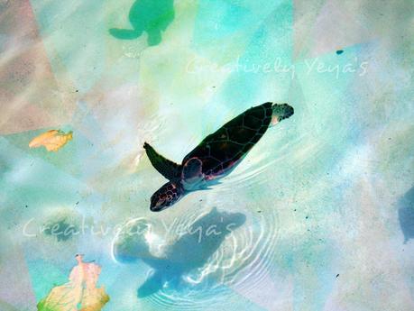 Un pedasito de mi Paseo.