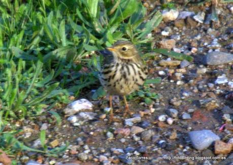 130. Bisbita Pratense