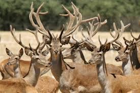sueño con ciervos o cervatillos
