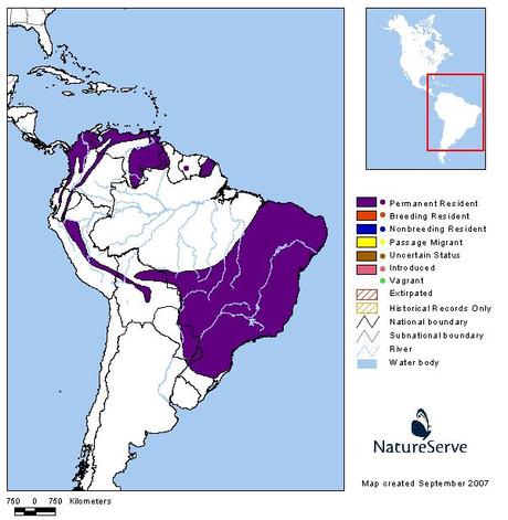 Picochato enano (White-throated Spadebill) Platyrinchus mystaceus