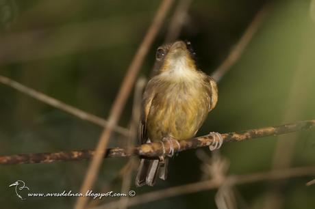 Picochato enano (White-throated Spadebill) Platyrinchus mystaceus