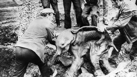 Los hallazgos más increíbles encontrados en los glaciares. 