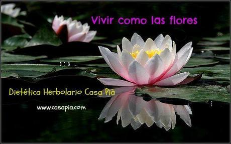 Vivir como las flores nenufar1