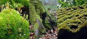 ¿ Porqué no debemos utilizar Musgo para decorar el Belén de Navidad ? musgos