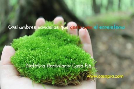 ¿ Porqué no debemos utilizar Musgo para decorar el Belén de Navidad ? moss1