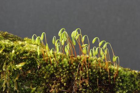 ¿ Porqué no debemos utilizar Musgo para decorar el Belén de Navidad ? mu