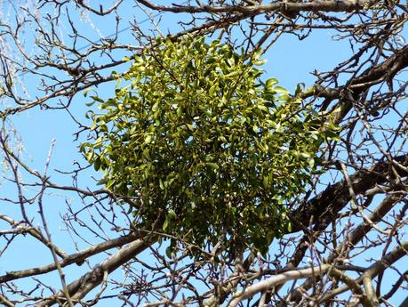 Diez plantas medicinales