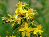 Diez plantas medicinales