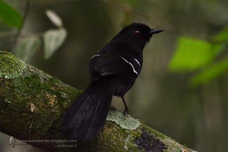 Batará negro (White shouldered Fire-Eye) Pyriglena leucoptera
