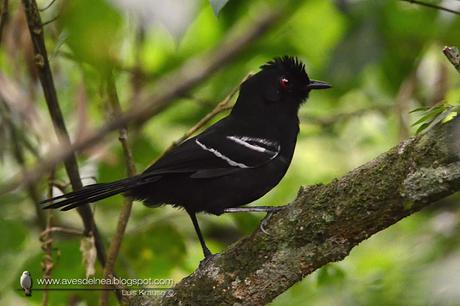 Batará negro (White shouldered Fire-Eye) Pyriglena leucoptera