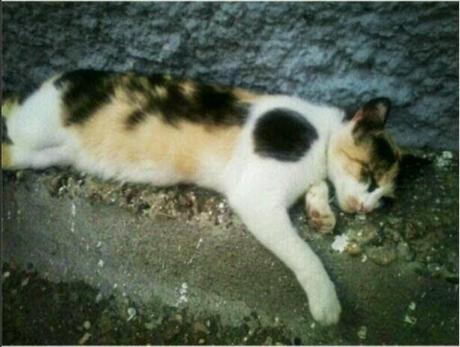 RESUMEN MOMENTOS JULIO