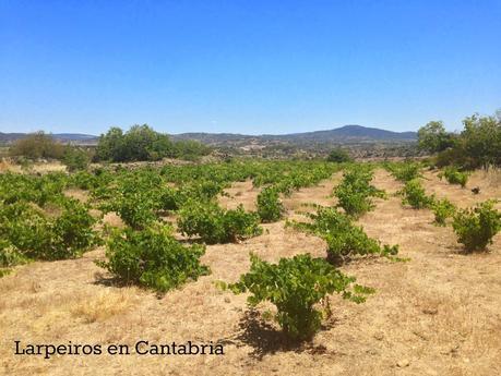 Vino Blanco Zerberos Vino Precioso 2009: Complejo y Espectacular Vino Blanco Zerberos Vino Precioso 2009: Complejo y Espectacular