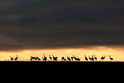 Festival de las grullas en Extremadura
