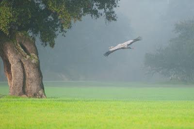 Festival de las grullas en Extremadura