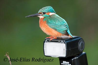 El pájaro joya