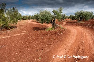 Por el olivar