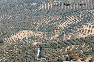 Por el olivar