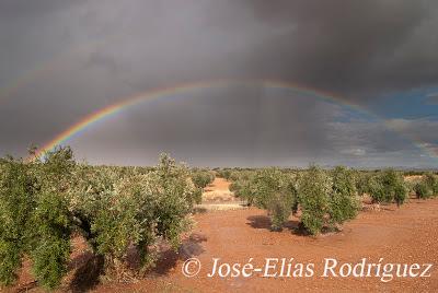 Por el olivar