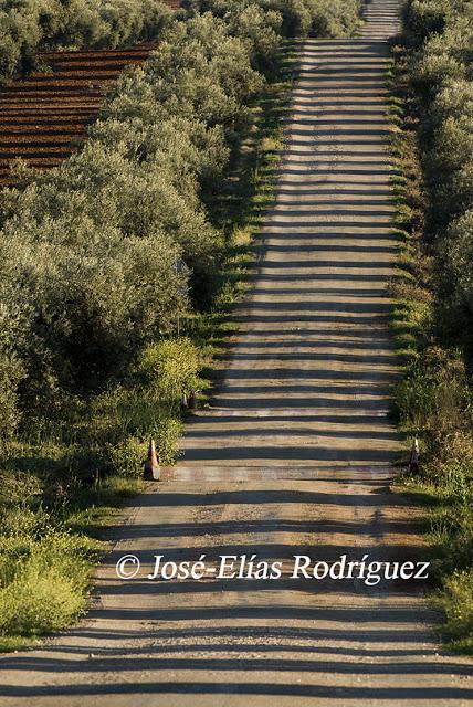 Por el olivar
