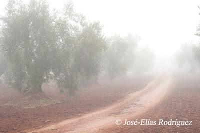 Por el olivar