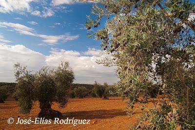 Por el olivar