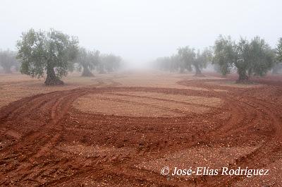 Por el olivar