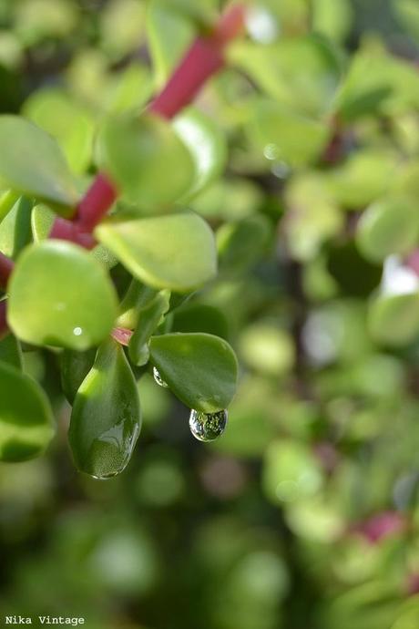 flores, gotas, fotofrafia, margaritas, arbol de la vida