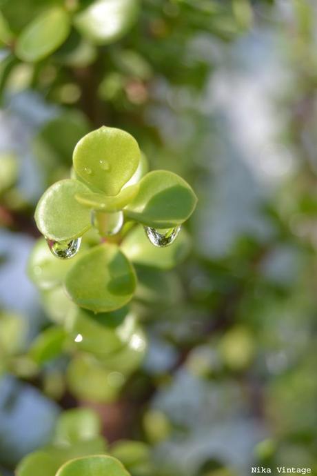 flores, gotas, fotofrafia, margaritas, arbol de la vida