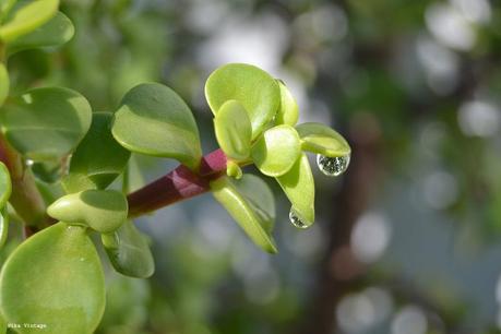 flores, gotas, fotofrafia, margaritas, arbol de la vida