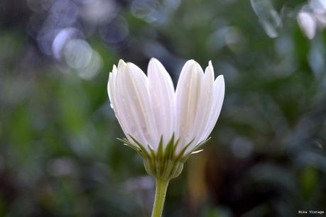 flores, gotas, fotofrafia, margaritas, arbol de la vida