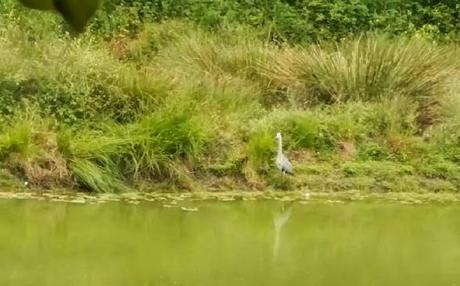 Garza real europea en el embalse de Vallvidrera
