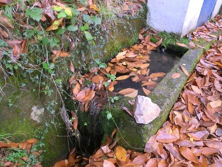 Por las brañas quirosanas de Toriezo, Faedo y Fresnéo