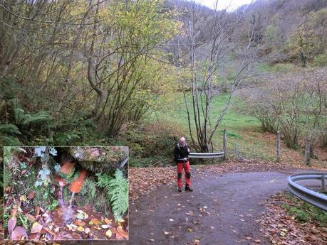Por las brañas quirosanas de Toriezo, Faedo y Fresnéo