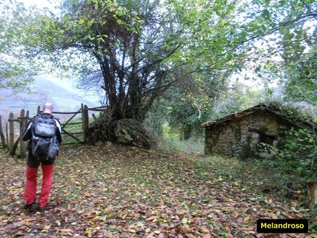 Por las brañas quirosanas de Toriezo, Faedo y Fresnéo