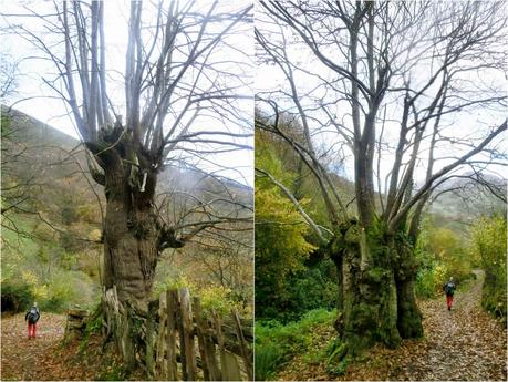Por las brañas quirosanas de Toriezo, Faedo y Fresnéo